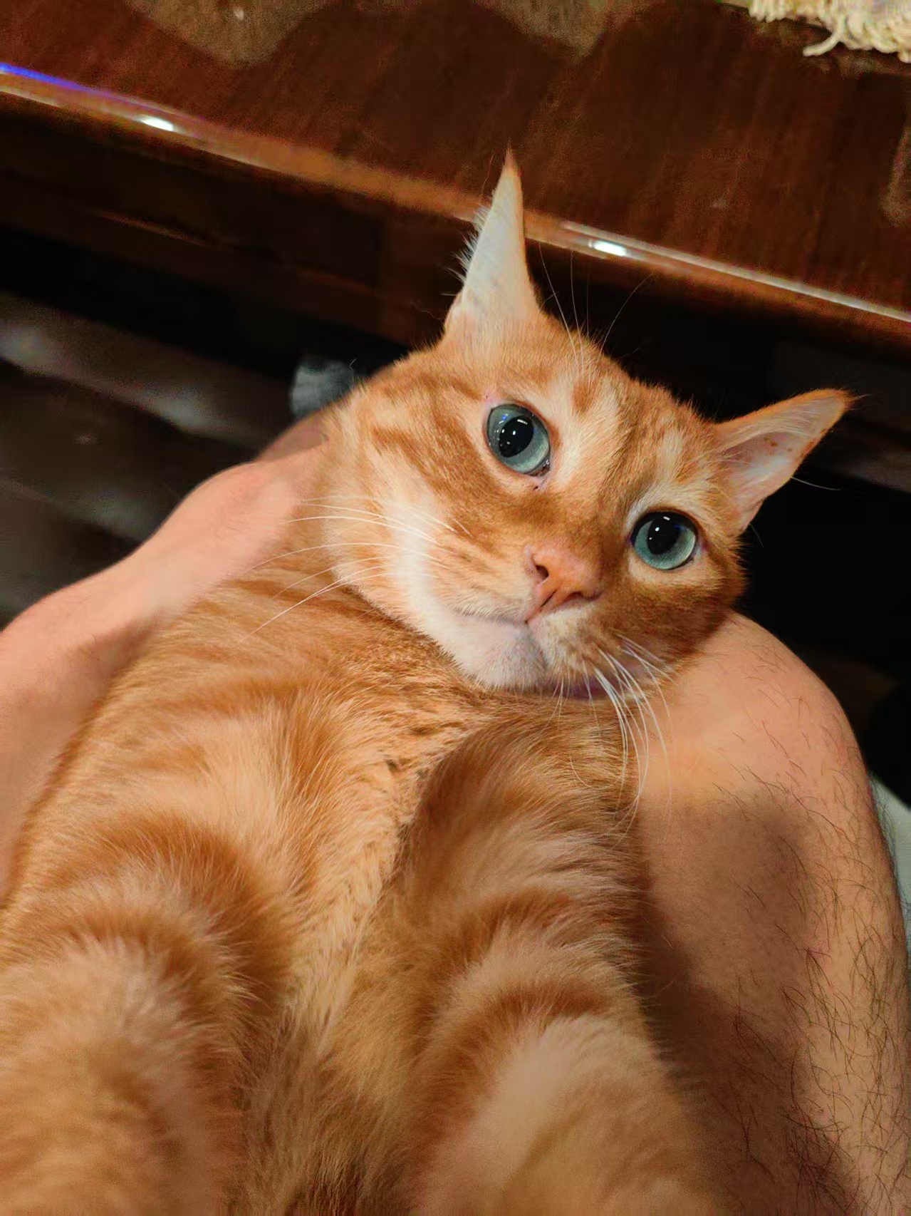 Original cat